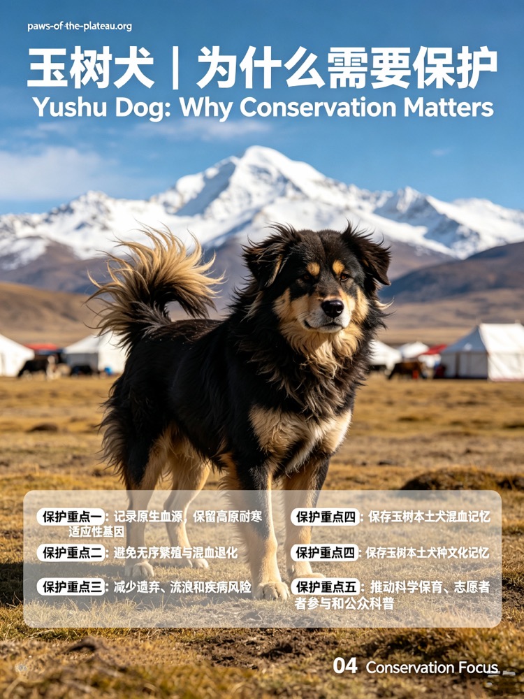 高原犬 Plateau canine