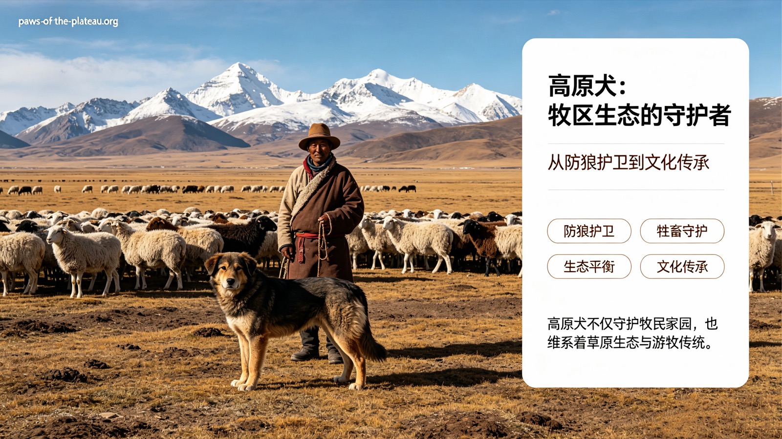 高原犬：牧区生态的守护者 Plateau Canines: Guardians of the Pastoral Ecosystem