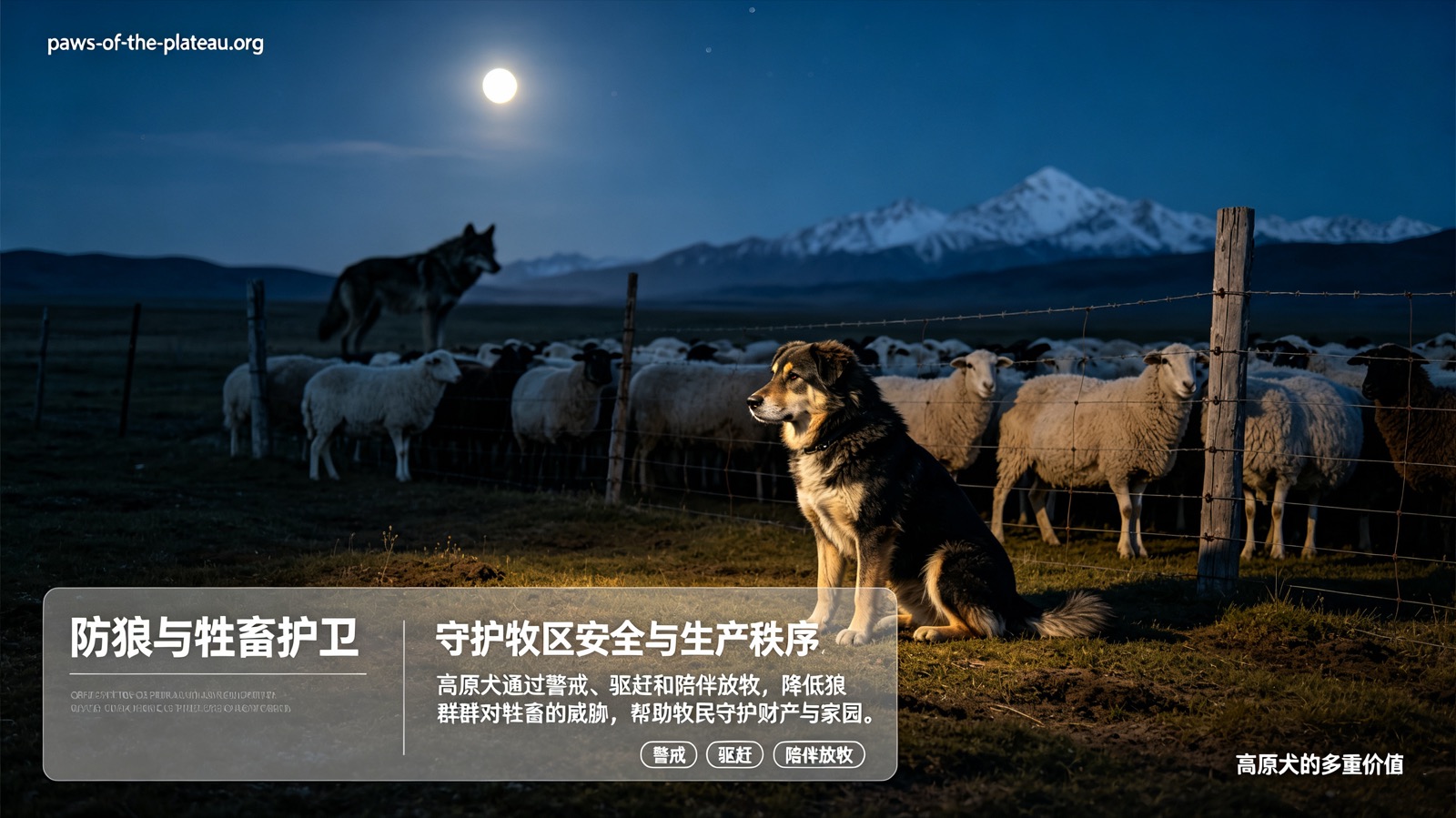 防狼与牲畜护卫 Wolf Deterrence and Livestock Guarding